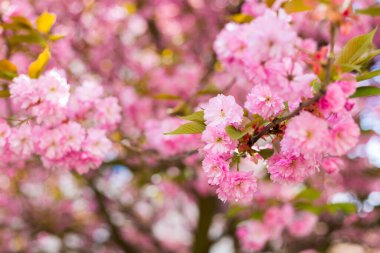 İlkbaharda doğa arka planında güzel kiraz çiçeği sakura. Botanik bahçesi konsepti. Yumuşak bir çiçek. Aroma ve parfüm. Bahar sezonu. Şefkat. Bir dal sakura. Parfüm konsepti.