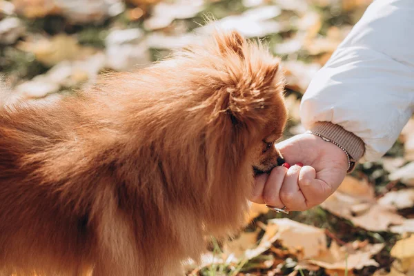 Dog touching palm of hand with nose, outdoors portrait. Walk with happy dog on a sunny day. Caring for a pet, web banner — Stock Photo, Image