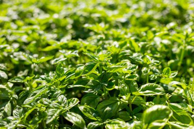 Tatlı fesleğen yeşili bitkiler bahçede yetişir. Botanik adı Ocimum Basilicum. Organik Basil Bitkisi Pişirmeye Hazır, sağlıklı gıda konsepti, üst manzara. Organik tarım.