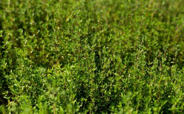Organik bahçemizde yetişen taze kekik, güneş ışığında yetişen limonlu kekik bitkileri.