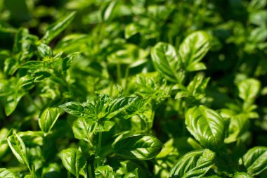 Tatlı fesleğen yeşili bitkiler bahçede yetişir. Botanik adı Ocimum Basilicum. Organik Basil Bitkisi Pişirmeye Hazır, sağlıklı gıda konsepti, üst görünüm