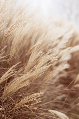 Yumuşak bitkilerin soyut doğal arkaplanı Cortaderia selloana. Pampas otları bulanık bir bokeh, kuru sazlıklar boho stili. Kışın uzun otların kabarık kökleri