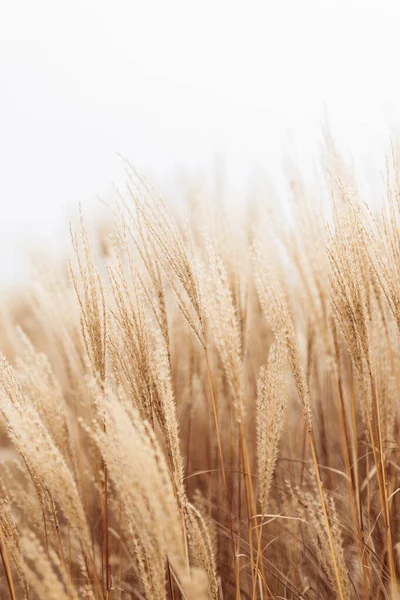 Streszczenie naturalnego tła miękkich roślin Cortaderia selloana. Trawa Pampas na rozmytym bokeh, Suche trzciny boho stylu. Puszyste łodygi wysokiej trawy w zimie, białe tło — Zdjęcie stockowe