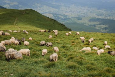 Yeşil çimenlikteki çayırda koyunlar. Bir tepede otlayan koyun sürüsü. Avrupa dağları, yüksek irtifada geleneksel çobanlık, güzel doğa.