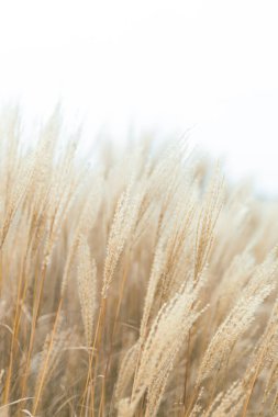 Yumuşak bitkilerin soyut doğal arkaplanı Cortaderia selloana. Pampas otları bulanık bir bokeh, kuru sazlıklar boho stili. Kışın uzun otların kabarık kökleri, beyaz arka plan