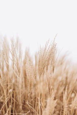 Yumuşak bitkilerin soyut doğal arkaplanı Cortaderia selloana. Pampas otları bulanık bir bokeh, kuru sazlıklar boho stili. Kışın uzun otların kabarık kökleri, beyaz arka plan
