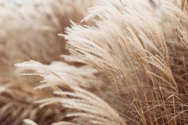 Yumuşak bitkilerin soyut doğal arkaplanı Cortaderia selloana. Pampas otları bulanık bir bokeh, kuru sazlıklar boho stili. Kışın uzun otların kabarık kökleri