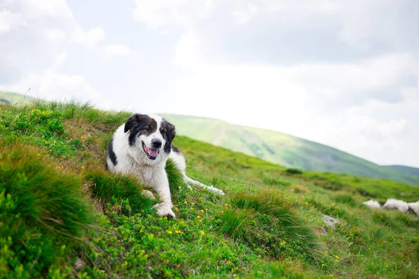 Cane seduto su erba verde sullo sfondo del cielo azzurro. Viaggia con un animale domestico. Confine Collie su una montagna — Foto Stock