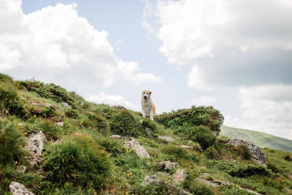 Cane in piedi su erba verde sul bordo della collina nel parco. Viaggia con un animale domestico. Ritratto di bellissimo cane da pastore maremma felice. Grande bianco soffice cane seduto nel campo — Foto Stock