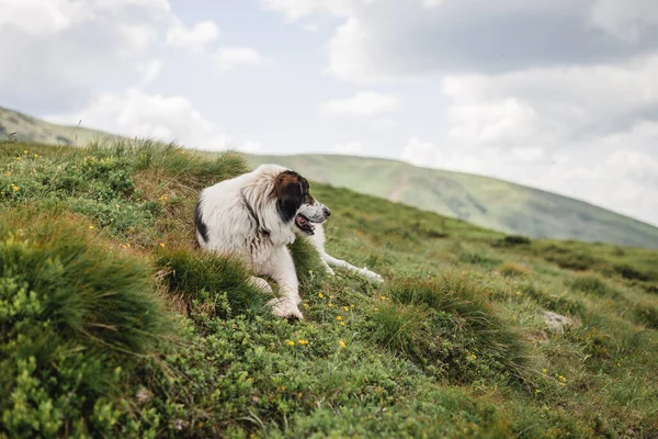 Pies siedzący na zielonej trawie na tle jasnoniebieskiego nieba. Podróż ze zwierzątkiem. Border Collie na górze — Zdjęcie stockowe