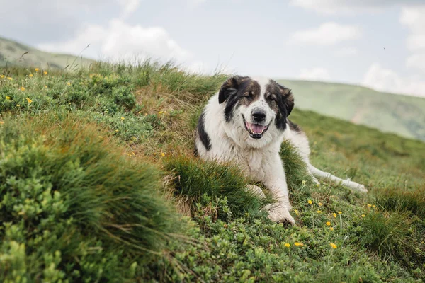 Cane seduto su erba verde sullo sfondo del cielo azzurro. Viaggia con un animale domestico. Confine Collie su una montagna — Foto Stock