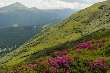 Yaz dağında pembe rhododendron çiçekleri. Karpat Dağları, Ukrayna, Avrupa. Toprağın güzelliğini keşfedin. Turizm konsepti