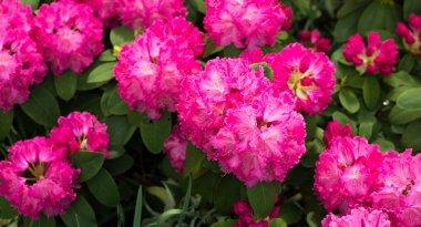 Bahçede çiçek açan mor açelyalar. Rododendron 'un yatay yakın plan görüntüsü. Çiçek açan açelyalar mevsimi