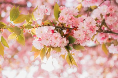 Çiçek açan Sakura pembe çiçeklerine yaklaş. Bokeh arka planı bulanıklaştırdı. Paskalya güneşli bayrağı. Çiçek açan ağaçlı güzel doğa sahnesi, kadınlar günü