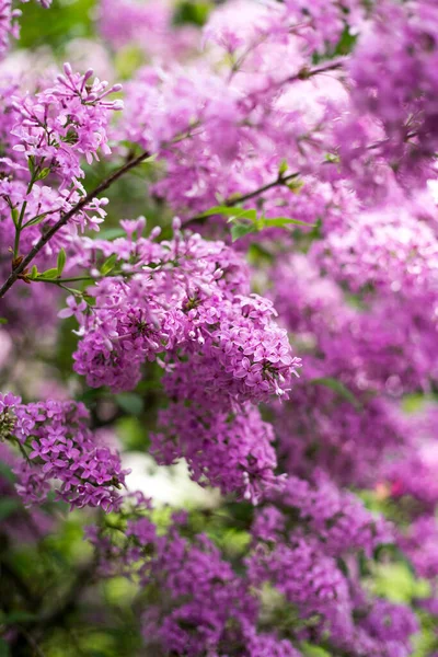 Fleur lilas pourpre aux feuilles vert flou. Floraison printanière. Un beau bouquet de lilas. Couleur tendance de l'année 2022. — Photo