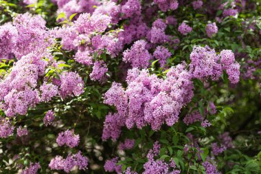 Bulanık yeşil yapraklı mor leylak çiçeği. Bahar çiçeği. Güzel bir demet leylak. 2022 Yılının Moda Rengi.