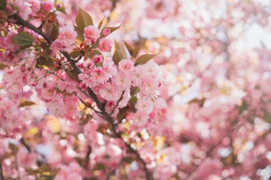 Çiçek açan Sakura pembe çiçeklerine yaklaş. Bokeh arka planı bulanıklaştırdı. Paskalya güneşli bayrağı. Çiçek açan ağaçlı güzel doğa sahnesi, kadınlar günü