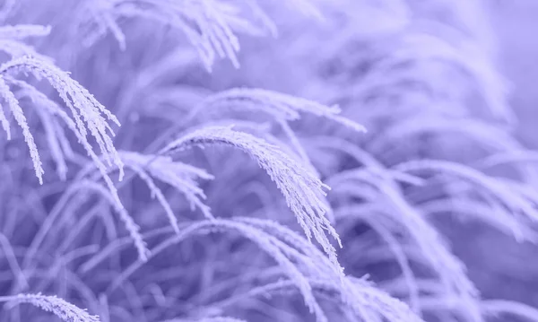 Abstrakt naturlig bakgrund av mjuka växter Cortaderia selloana. Frostad pampas gräs på en suddig bokeh, torra vass boho stil. Ferns djungel på nära håll. Årets färg 2022 Mycket Peri. Tonad bild — Stockfoto