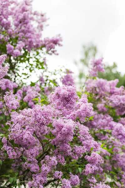 Fleur lilas pourpre aux feuilles vert flou. Floraison printanière. Un beau bouquet de lilas. Couleur tendance de l'année 2022. — Photo