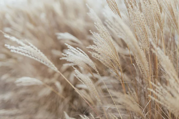 Abstracte natuurlijke achtergrond van zachte planten Cortaderia selloana. Pampas gras op een wazige bokeh, droge riet boho stijl. Fluffy stengels van hoog gras in de winter — Stockfoto