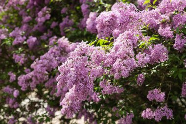 Bulanık yeşil yapraklı mor leylak çiçeği. Bahar çiçeği. Güzel bir demet leylak. 2022 Yılının Moda Rengi.