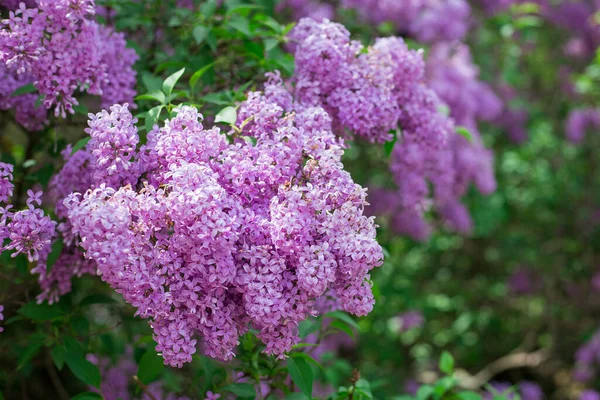 Bulanık yeşil yapraklı mor leylak çiçeği. Bahar çiçeği. Güzel bir demet leylak. 2022 Yılının Moda Rengi.