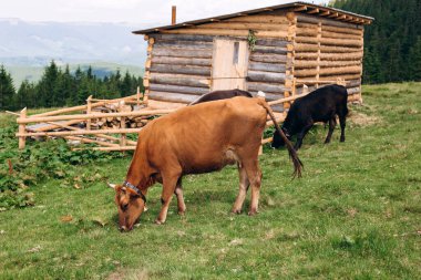 İnekler dağ vadisinin arka planında ot yiyorlar. İnekler çayırda otluyor. Yeşil bir tarlada duran sığır sürüsü, tarım konsepti
