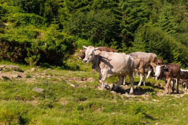 Kırsal kesimde çok renkli sığır sürüsü. Yaz otlağında inekler, tarım konsepti