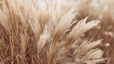 Yumuşak bitkilerin soyut doğal arkaplanı Cortaderia selloana. Pampas otları bulanık bir bokeh, kuru sazlıklar boho stili. Kışın uzun otların kabarık kökleri