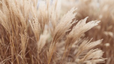 Abstract natural background of soft plants Cortaderia selloana. Pampas grass on a blurry bokeh, Dry reeds boho style. Fluffy stems of tall grass in winter clipart
