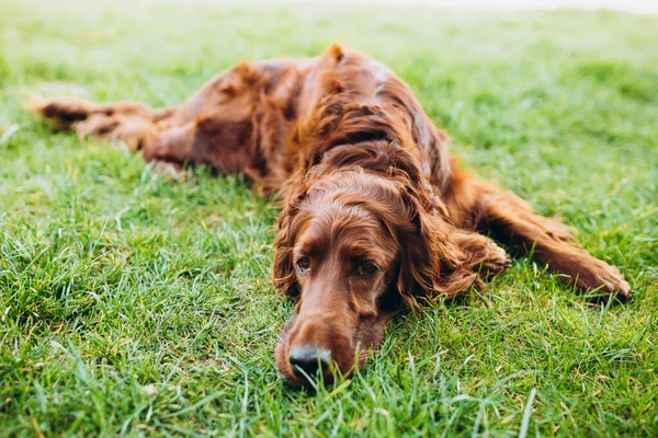 Beautiful Irish Setter dog is lying in grass and looking attentively into the photographers camera on a beautiful spring day. Copy space — Foto Stock