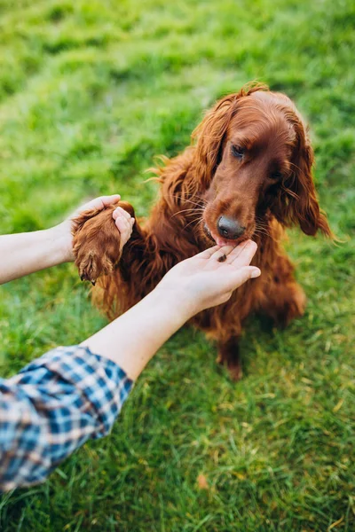 Woman hand of owner is feeding beautiful smart hungry dog from arm outdoors. How to teach domestic dog to give the paw. Beautiful Irish Setter dog is sitting in grass — Fotografia de Stock