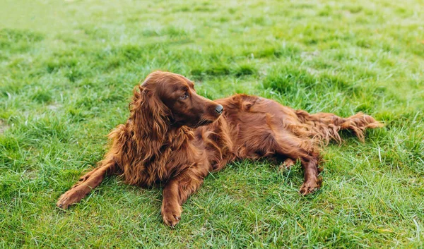 Beau chien irlandais Setter est couché dans l'herbe par une belle journée de printemps ou d'été. Espace de copie, animal heureux — Photo