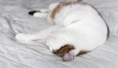 Beyaz bir kanepede uyuyan gri kedili güzel beyaz, yumuşak odaklı fotoğraf, evlat edinme kavramı, evcil hayvanlar.