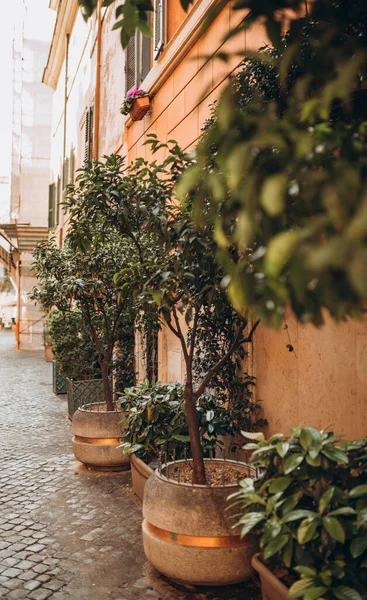 Acogedora calle vieja en Trastevere en Roma, Italia. Foto vertical. Naranjos en la ciudad — Foto de Stock