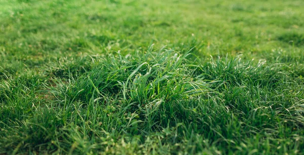 Primer plano de la exuberante hierba verde sin cortar en la luz suave. Primavera y naturaleza concepto de fondo, primer plano con parque de verano borrosa —  Fotos de Stock