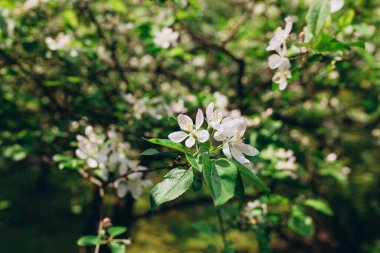 Bahar bahçesinde çiçek açan elma dalları. Beyaz elma tomurcukları için bir dala yakın durun. İlkbahar konsepti