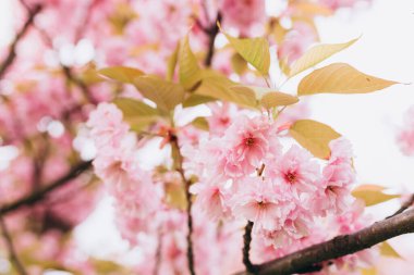 İlkbaharda doğa arka planında güzel kiraz çiçeği sakura. Botanik bahçesi konsepti. Yumuşak bir çiçek. Aroma ve parfüm. Bahar sezonu. Bir dal sakura. Parfüm konsepti.