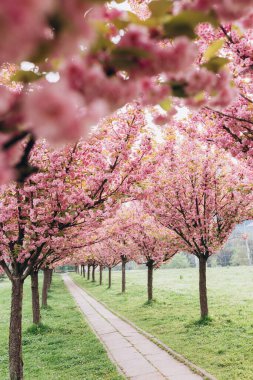 İlkbaharda doğa arka planında güzel kiraz çiçeği sakura. Botanik bahçesi konsepti. Yumuşak bir çiçek. Aroma ve parfüm. Bahar sezonu. Bir dal sakura. Parfüm konsepti.