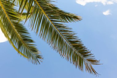 Mavi gökyüzünde palmiye yaprakları, yaz yolculuğu arka planı. Tropik doğa afişi. İş şablonu, kapaklar, iç dekorasyon, telefon kılıfı.