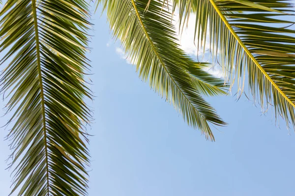 Leaves of palm tree on blue sky, summertime travel background. Tropical nature banner. Template for business, covers, interior decoration, phone case.