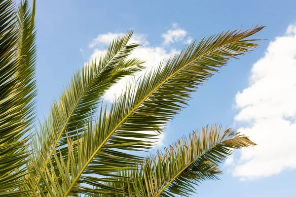 Leaves of palm tree on blue sky, summertime travel background. Tropical nature banner. Template for business, covers, interior decoration, phone case.