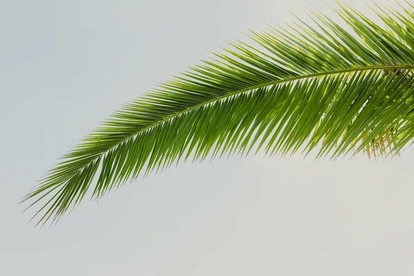 Leaves of palm tree on blue sky, summertime travel background. Tropical nature banner. Template for business, covers, interior decoration, phone case.