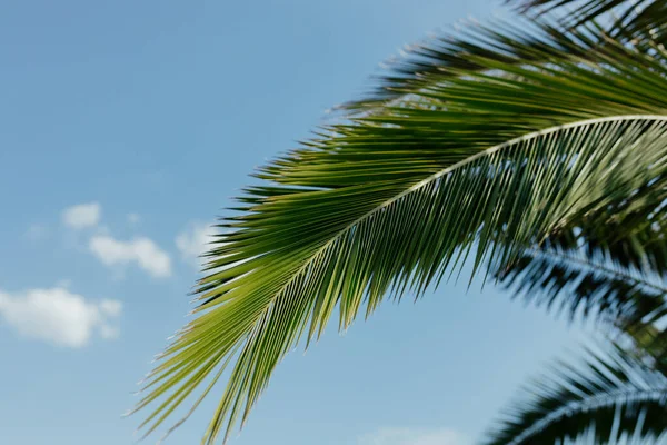 Leaves of palm tree on blue sky, summertime travel background. Tropical nature banner. Template for business, covers, interior decoration, phone case.