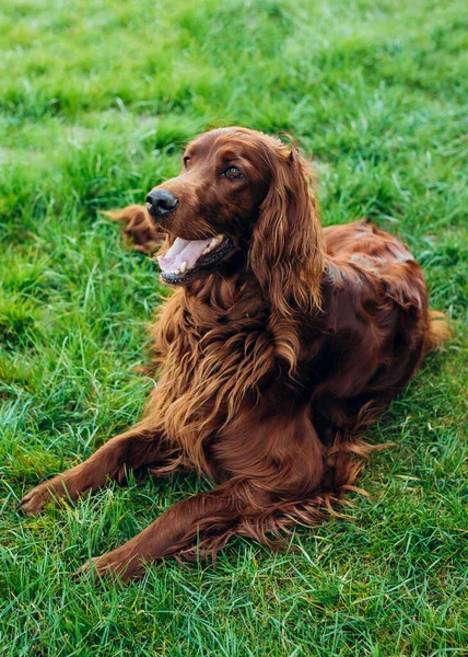 Krásný Irský Setr Pes Leží Trávě Krásném Letním Dni — Stock fotografie