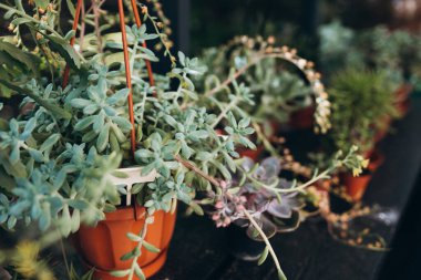 Bitki arkaplanı. Kaktüs, saksıda sulanır. Çiçek aranjmanı.