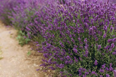 Lavanta çiçeği tarlası. Mor çiçek pankartı. Kapaklar için şablon, kozmetik ambalaj, iç dekorasyon, telefon kılıfı. Soyut doğa arkaplanı