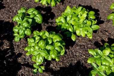 Bahçede taze organik yapraklar var. Pişirmek için taze yeşil otlar. Botanik adı Ocimum Basilicum