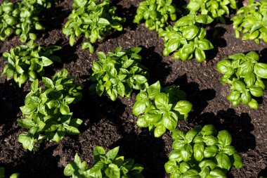 Bahçede taze organik yapraklar var. Pişirmek için taze yeşil otlar. Botanik adı Ocimum Basilicum