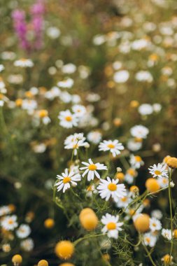 Blooming Wild Flowers Matricaria Chamomilla Or Matricaria Recutita. Wild Chamomile In Summer Meadow.